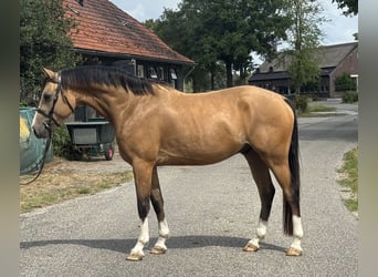 NRPS, Gelding, 4 years, 14.1 hh, Buckskin NRPS, Gelding, 4 years, 14.1 hh, Buckskin