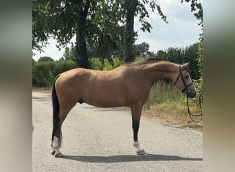 NRPS, Gelding, 4 years, 14.1 hh, Buckskin NRPS, Gelding, 4 years, 14.1 hh, Buckskin