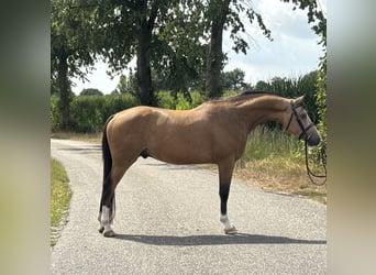 NRPS, Gelding, 4 years, 14.1 hh, Buckskin NRPS, Gelding, 4 years, 14.1 hh, Buckskin