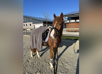 NRPS, Gelding, 4 years, 14,1 hh, Chestnut-Red