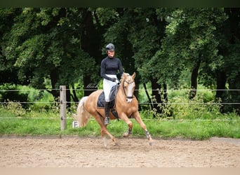 NRPS, Gelding, 4 years, 14 hh, Palomino