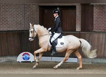 NRPS, Gelding, 4 years, 14 hh, Palomino