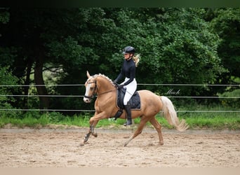 NRPS, Gelding, 4 years, 14 hh, Palomino