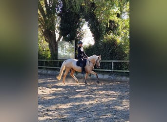 NRPS, Gelding, 4 years, 14 hh, Palomino