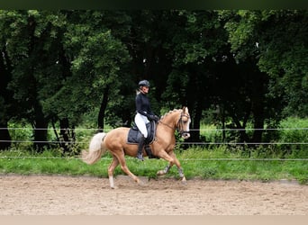 NRPS, Gelding, 4 years, 14 hh, Palomino