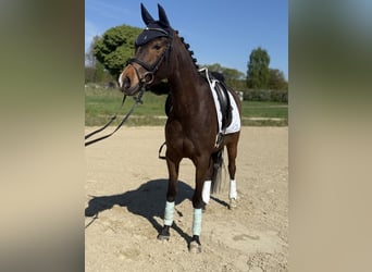 NRPS, Gelding, 4 years, 14,1 hh, Brown