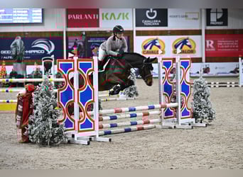 NRPS, Gelding, 4 years, 14,1 hh, Brown