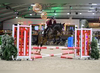 NRPS, Gelding, 4 years, 14,1 hh, Brown
