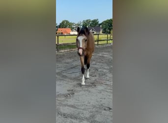 NRPS, Gelding, 4 years, 14,1 hh, Buckskin