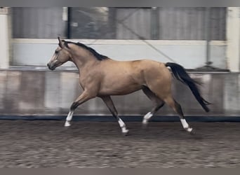 NRPS, Gelding, 4 years, 14,1 hh, Buckskin