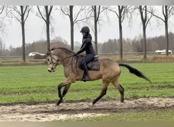 NRPS Mix, Gelding, 4 years, 16.1 hh, Buckskin