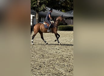 NRPS, Gelding, 4 years, 16 hh, Bay