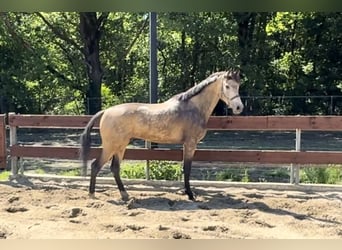 NRPS Mix, Gelding, 4 years, 16,1 hh, Buckskin