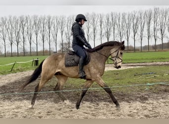 NRPS Mix, Gelding, 4 years, 16,1 hh, Buckskin