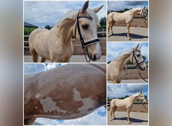 NRPS, Gelding, 4 years, Palomino