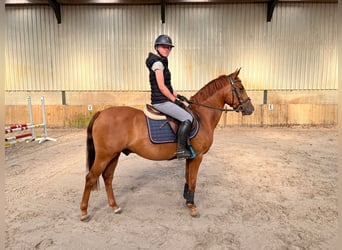 NRPS, Gelding, 5 years, 14.1 hh, Chestnut