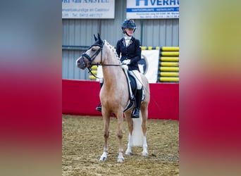 NRPS, Gelding, 5 years, 14,1 hh, Palomino