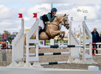 NRPS, Gelding, 5 years, 14 hh, Palomino