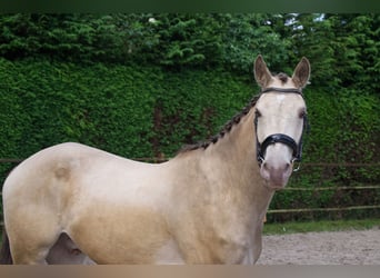 NRPS, Gelding, 5 years, 15.2 hh, Champagne