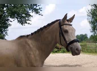 NRPS, Gelding, 5 years, 15.2 hh, Champagne