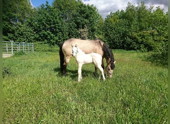 NRPS, Gelding, 5 years, 15 hh, Cremello