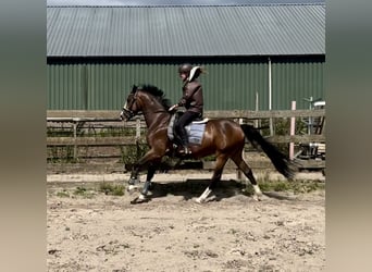 NRPS, Gelding, 5 years, 15,2 hh, Brown