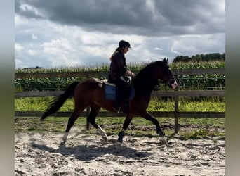 NRPS, Gelding, 5 years, 15,2 hh, Brown