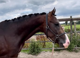 NRPS, Gelding, 5 years, 15,2 hh, Brown