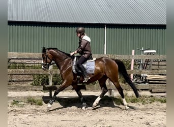 NRPS, Gelding, 5 years, 15,2 hh, Brown