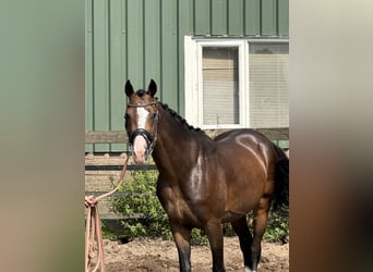NRPS, Gelding, 5 years, 15,2 hh, Brown