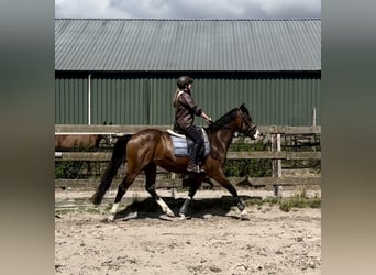NRPS, Gelding, 5 years, 15,2 hh, Brown