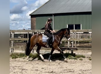 NRPS, Gelding, 5 years, 15,2 hh, Brown