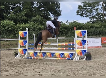 NRPS, Gelding, 5 years, 15,2 hh, Brown