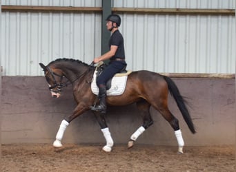 NRPS, Gelding, 5 years, 16 hh, Bay-Dark