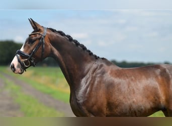 NRPS, Gelding, 5 years, 16 hh, Bay-Dark