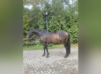 NRPS, Gelding, 5 years, 16 hh, Smoky-Black