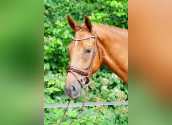 NRPS, Gelding, 5 years, 17 hh, Chestnut-Red