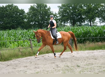 NRPS, Gelding, 5 years, 17 hh, Chestnut-Red