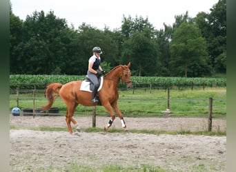 NRPS, Gelding, 5 years, 17 hh, Chestnut-Red