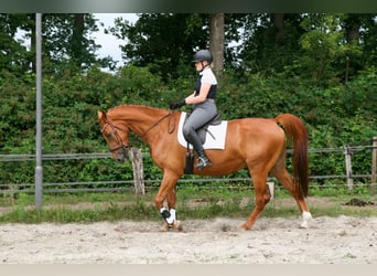 NRPS, Gelding, 5 years, 17 hh, Chestnut-Red