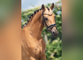 NRPS, Gelding, 6 years, 14.2 hh, Dun