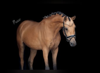 NRPS, Gelding, 6 years, 14.2 hh, Dun