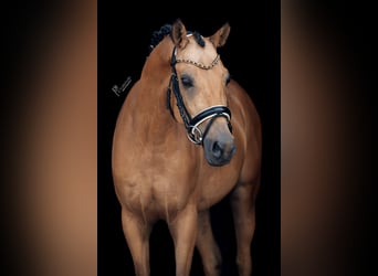 NRPS, Gelding, 6 years, 14.2 hh, Dun