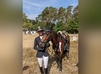 NRPS, Gelding, 6 years, 14 hh, Brown
