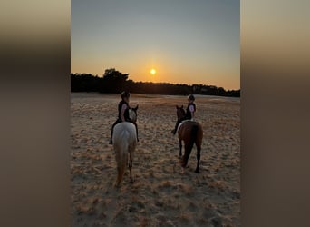 NRPS, Gelding, 6 years, 14,1 hh, Brown
