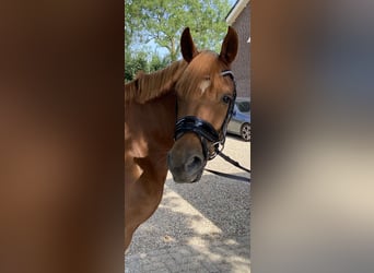 NRPS, Gelding, 6 years, 14,1 hh, Chestnut-Red