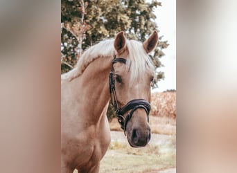 NRPS, Gelding, 6 years, 15,1 hh, Palomino