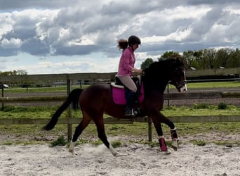 NRPS, Gelding, 6 years, 15.2 hh, Bay-Dark