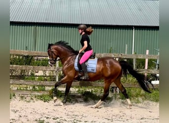 NRPS, Gelding, 6 years, 15.2 hh, Brown