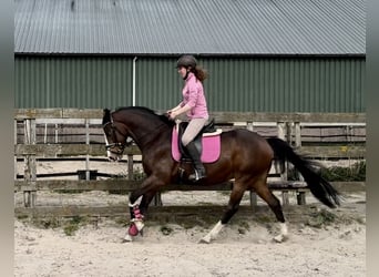 NRPS, Gelding, 6 years, 15,2 hh, Bay-Dark